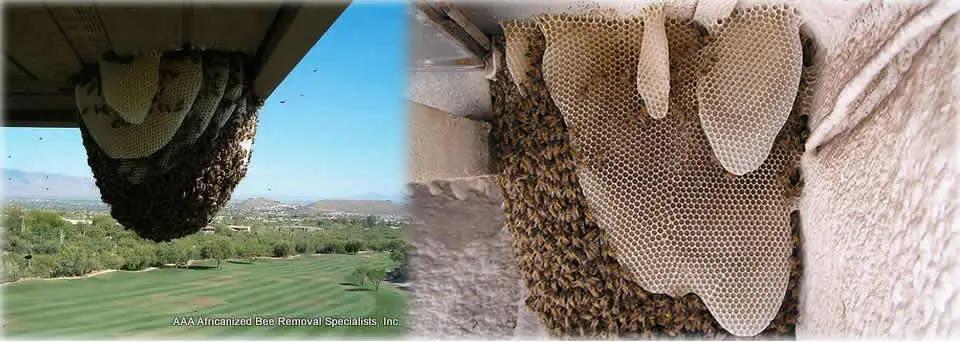 Images of bee hives on structures