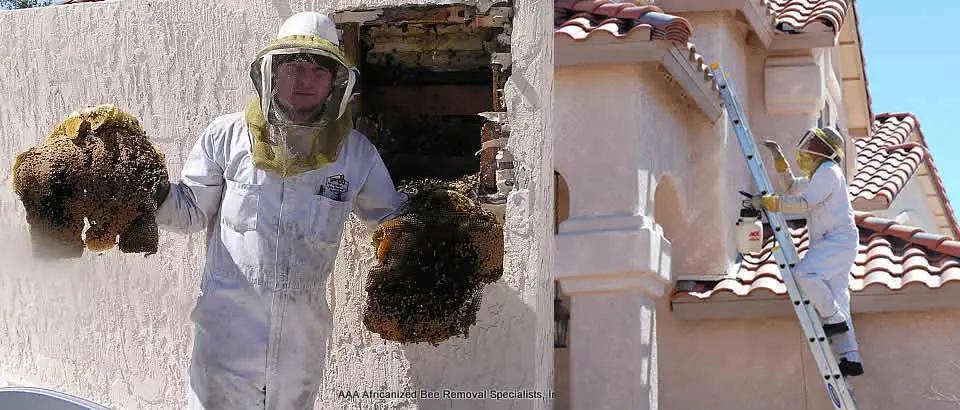 Licensed AAA Bee Removal employees removing hives